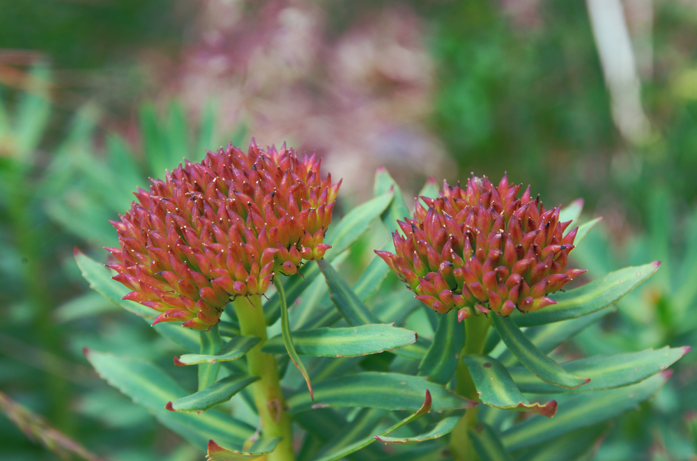 Red Wild Flowers