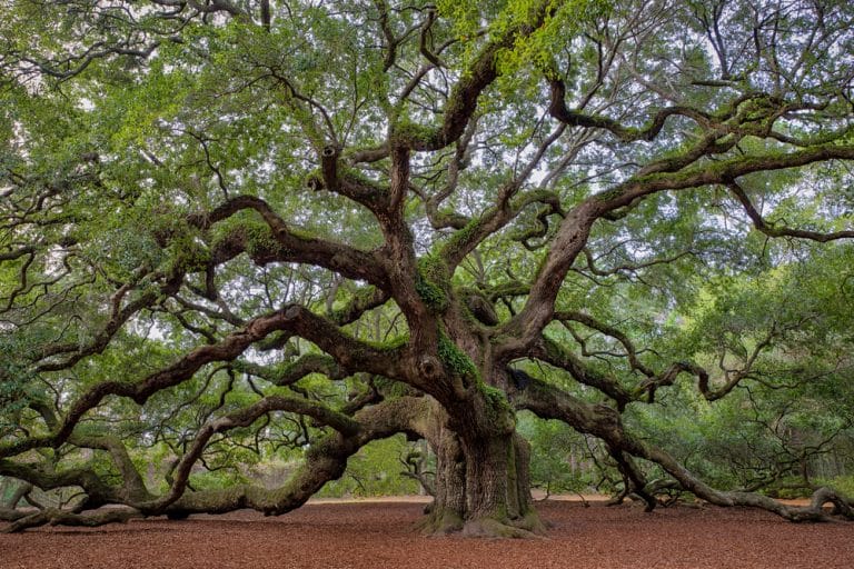 Virginia Oak Trees: 14 Common Varieties - GFL Outdoors