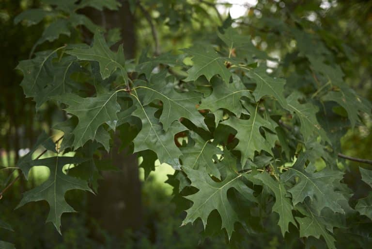 Virginia Oak Trees: 14 Common Varieties - GFL Outdoors