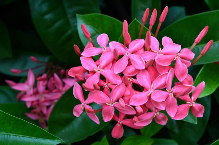 Can Jasmine Grow In Shade A Growers Guide GFL Outdoors   Pink Jasmine 768x511 