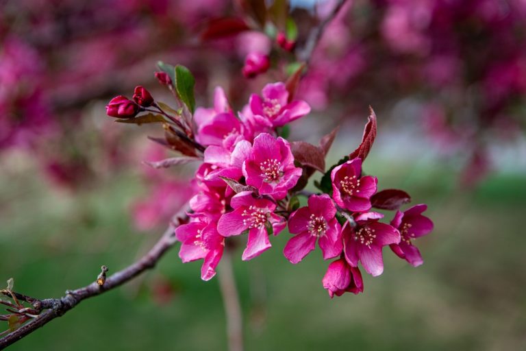 Crabapple Trees Colorado Archives Gfl Outdoors