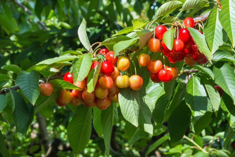 Cherry Trees in Georgia: 5 Popular Varieties - GFL Outdoors