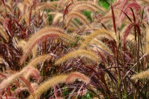 Tallest Grass in the World