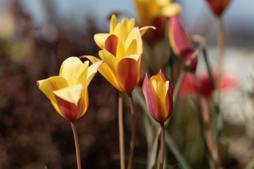 Red and Yellow Flowers