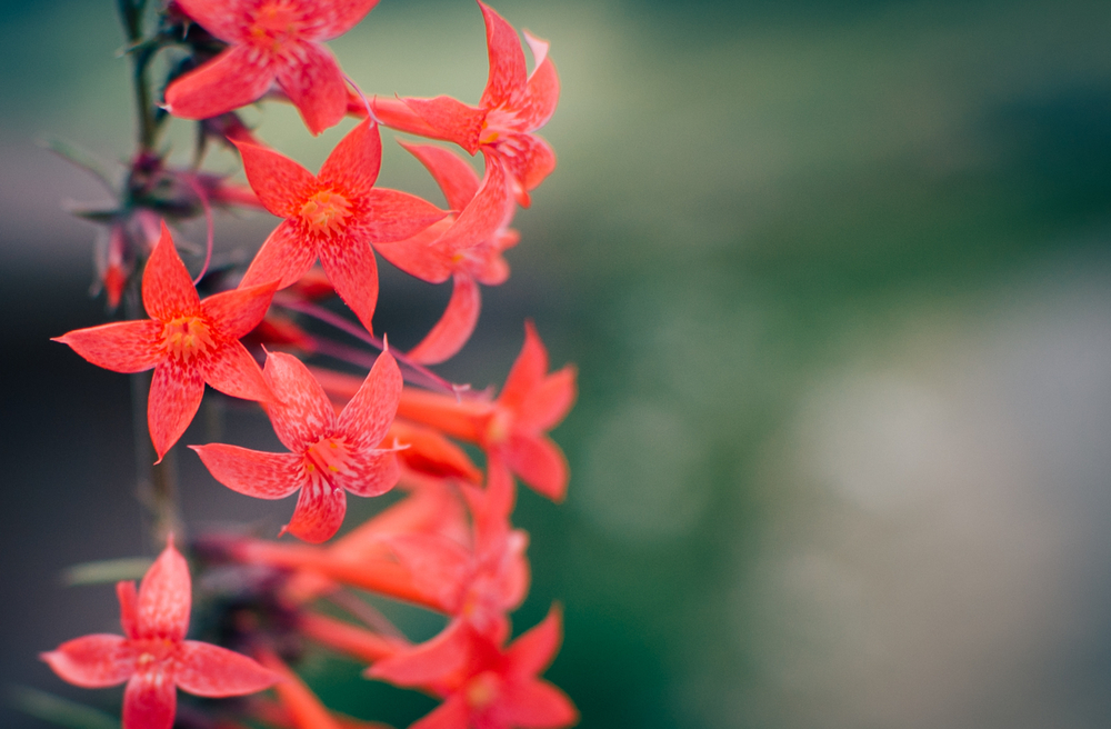 Red Wild Flowers