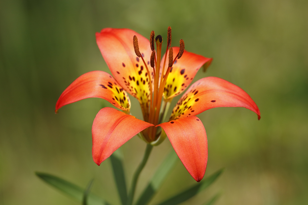 Red Wild Flowers