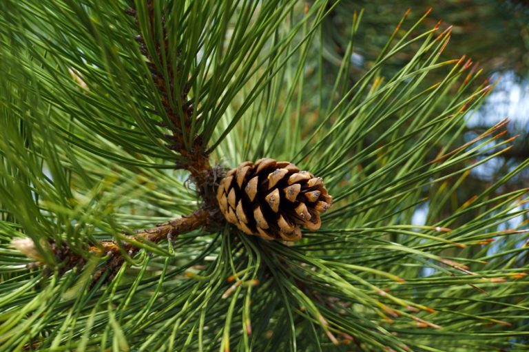 Pine Trees in Missouri: 7 Varieties - GFL Outdoors