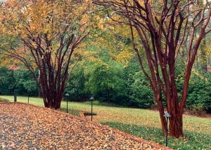 Best Time to Plant Crepe Myrtles