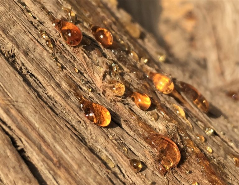 how-to-get-pine-sap-off-skin-removal-tips