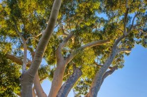 Black Gum Tree Pros and Cons