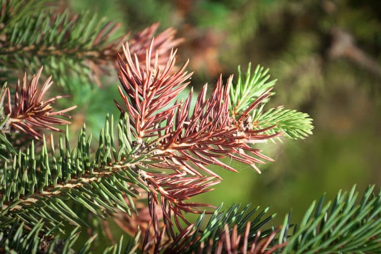 How To Save a Dying Blue Spruce Common Issues and Solutions