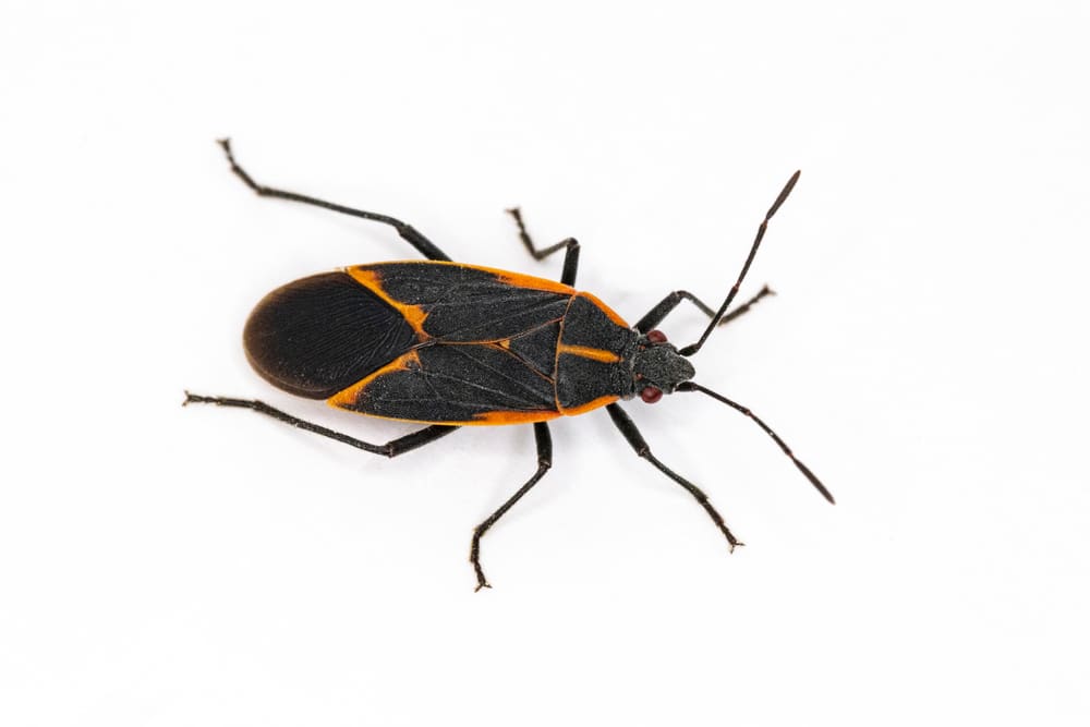 What Do Boxelder Bugs Eat How To Get Rid Of These Insects