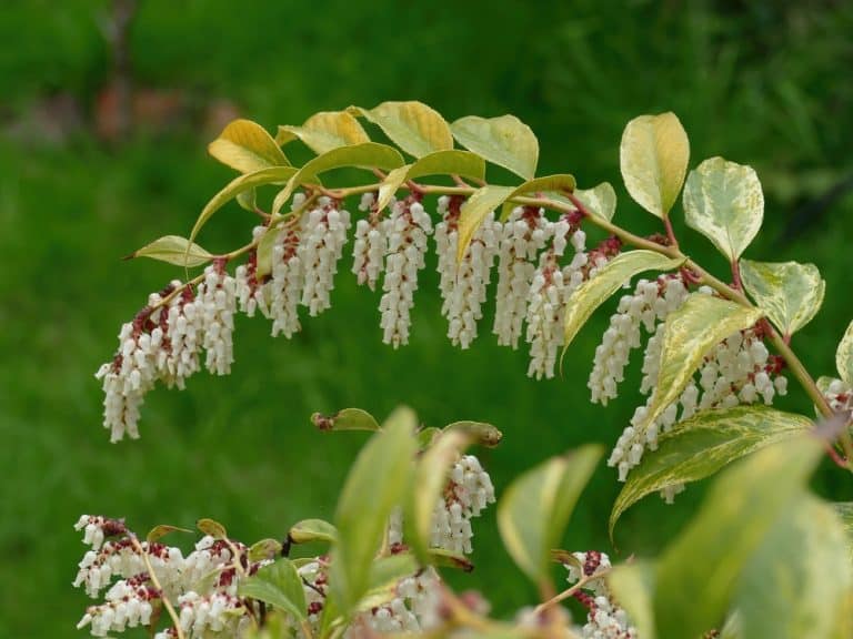 Evergreen Shrubs Tennessee: 5 Varieties - GFL Outdoors