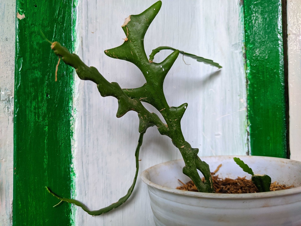 Bookshelf Plants