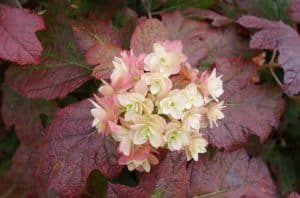 Hydrangea Leaves Turning Purple