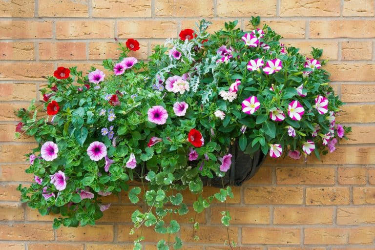 Impatiens in Hanging Baskets: Growth and Care Guide