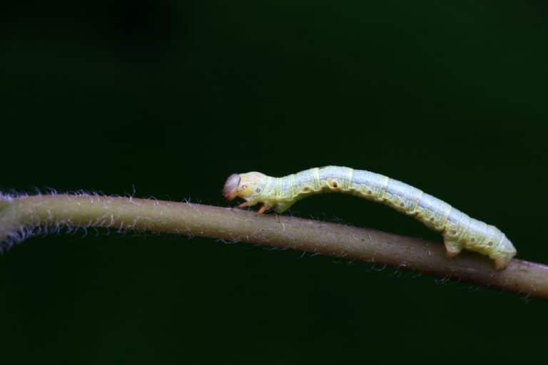 What Do Inchworms Turn Into A Guide To Caterpillars And Moths