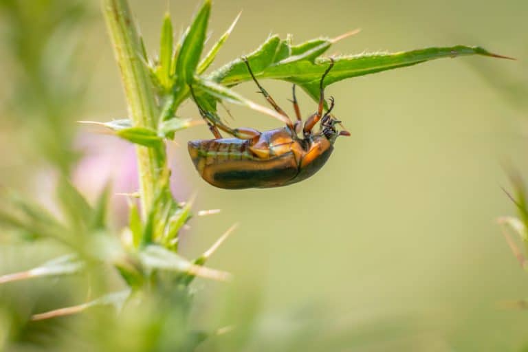 What Do June Bugs Eat? The Diet of Larvae and Adults