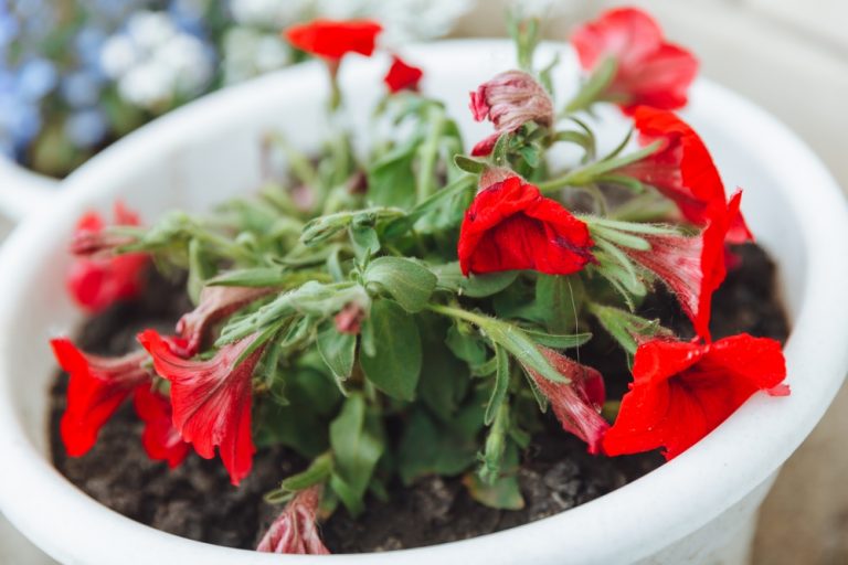 Overwatered Petunias How to Revive Your Plant GFL Outdoors