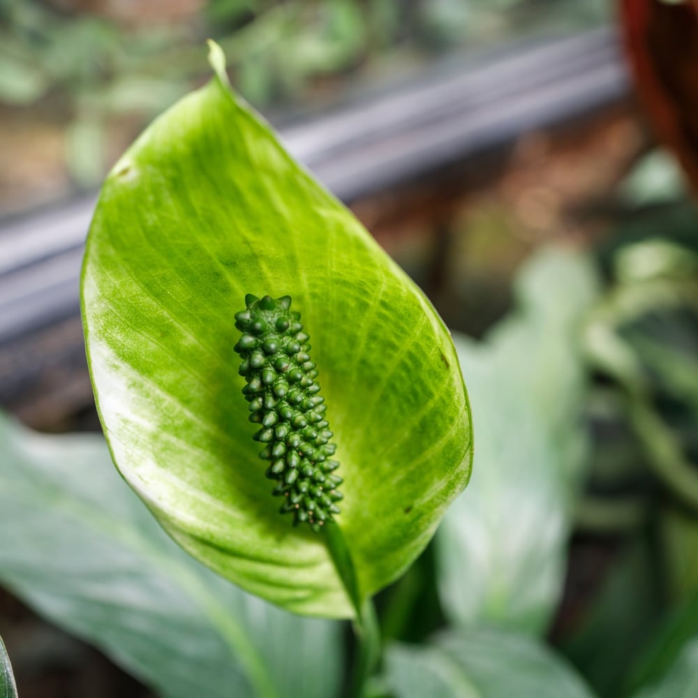 Peace Lily Flowers Turning Green Common Reasons