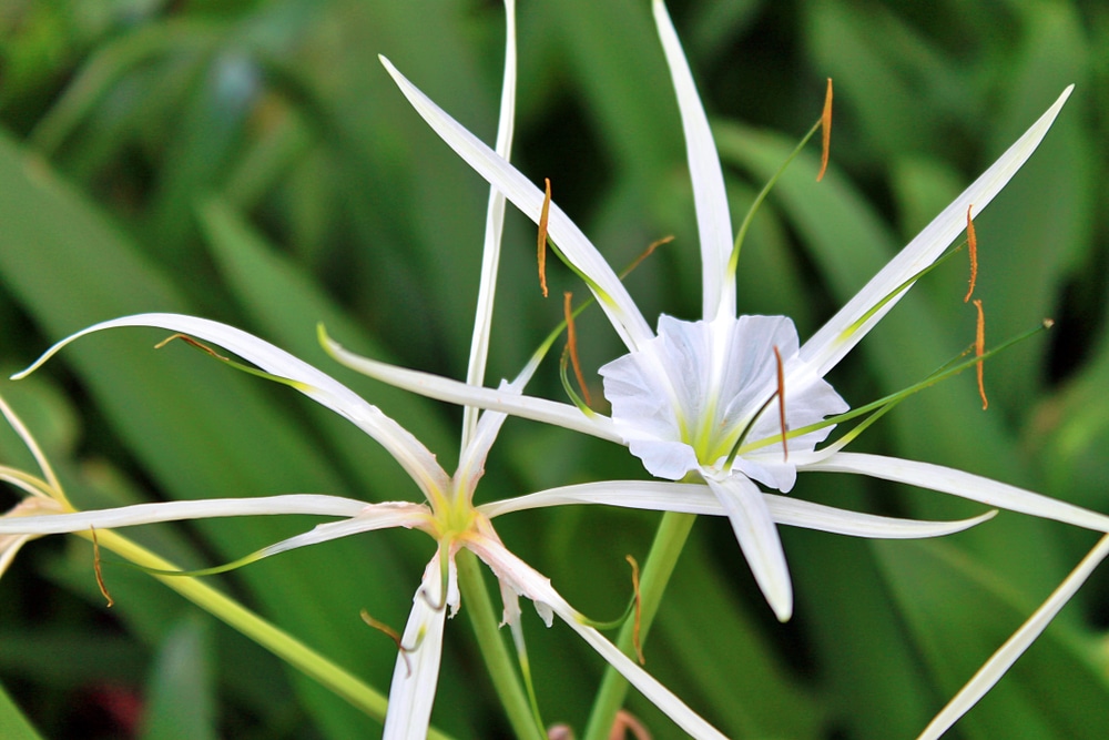 Meaning Of Spider Lily The Symbolism Of Spider Lilies