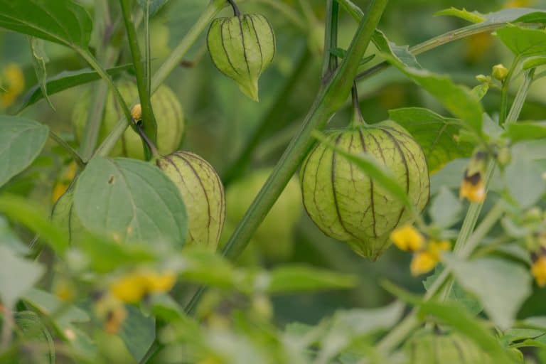 Why Are My Tomatillo Plants Leaves Turning Yellow