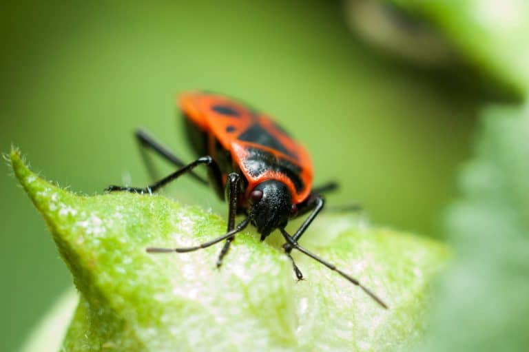 Common Basement Bugs: Identifying and Managing Household Pests - GFL ...