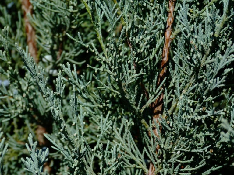 Wichita Blue Juniper Problems and How To Solve Them