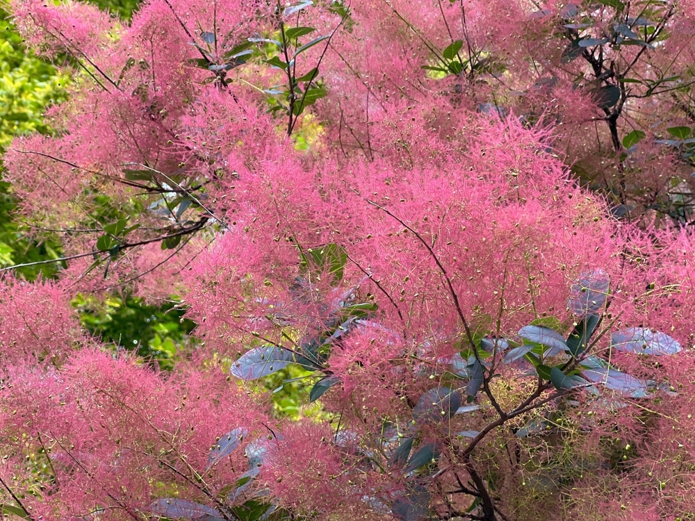 Smoke Bush Varieties 15 Varieties To Consider Planting