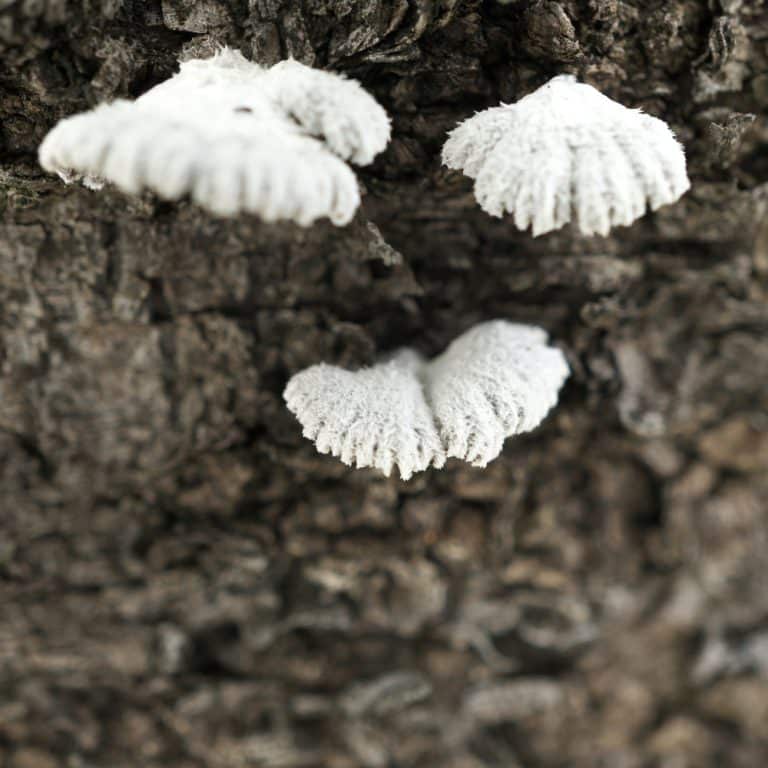 White Fungus on Cherry Tree Bark: Common Causes and Solutions