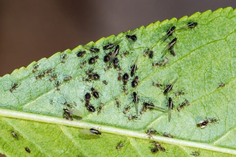 Tiny Black Bugs Look Like Poppy Seeds: What Are They?