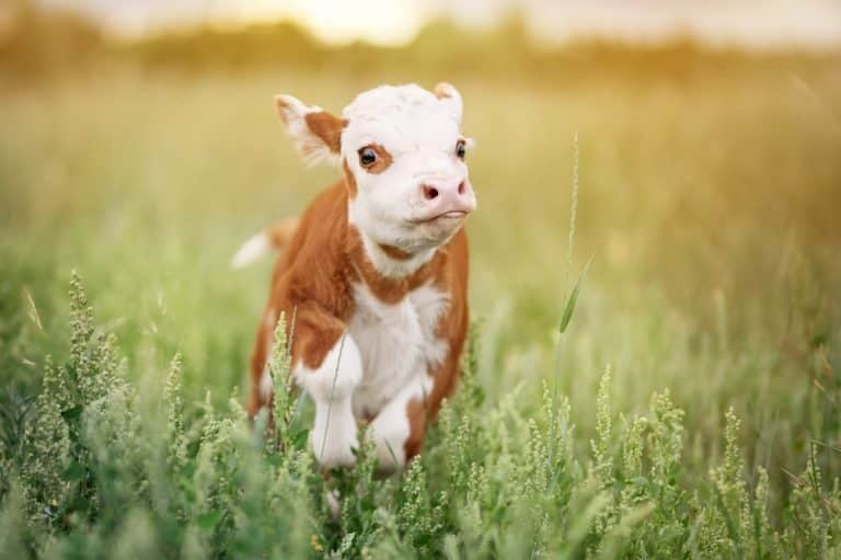 Teacup Mini Cow: Are They Good Pets? - GFL Outdoors