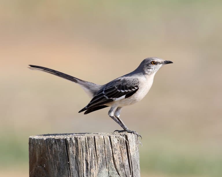 what-do-mockingbirds-eat-a-guide-to-the-mockingbird-diet