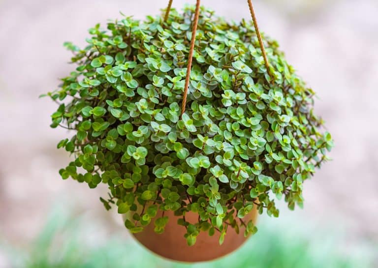 Turtle Vine (Callisia repens) Care: Everything You Need to Know