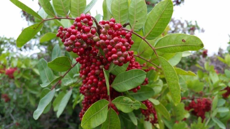 Dahoon Holly Tree Ilex Cassine Florida Care Guide Gfl Outdoors