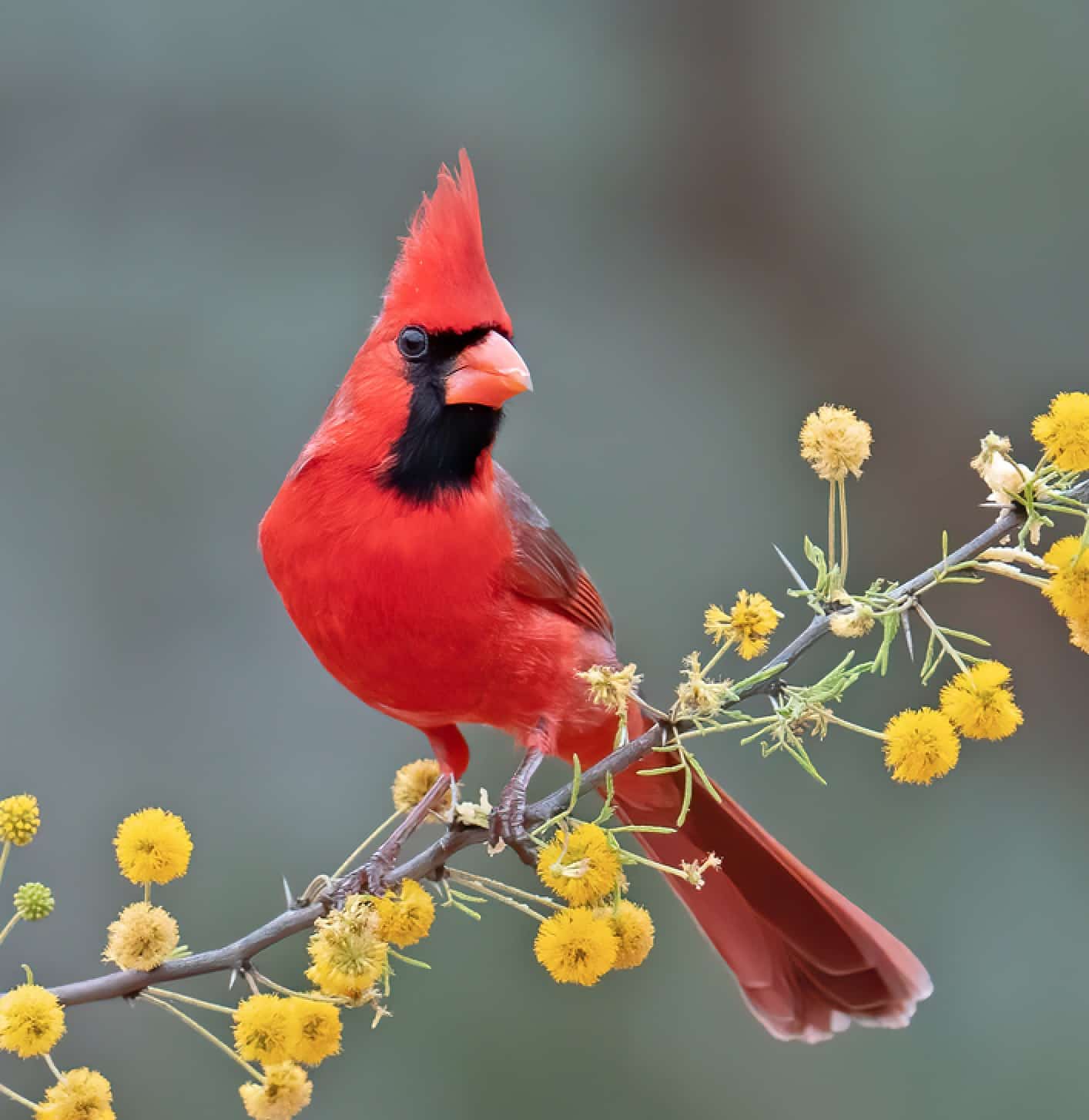 Northern Cardinal (Cardinalis cardinalis)