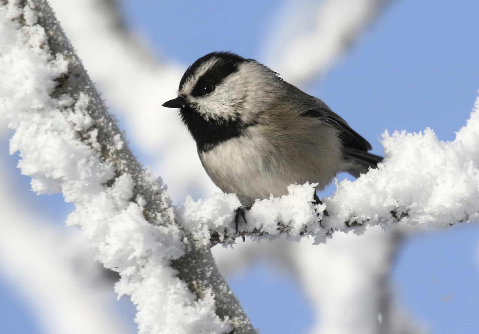 Mountain Chickadee (Poecile gambeli)