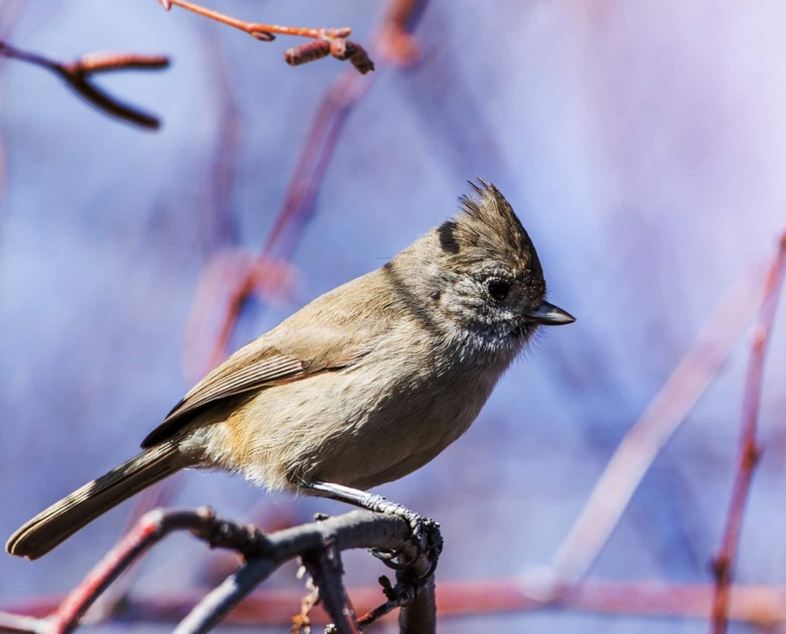 Oak Titmouse (Baeolophus inornatus)