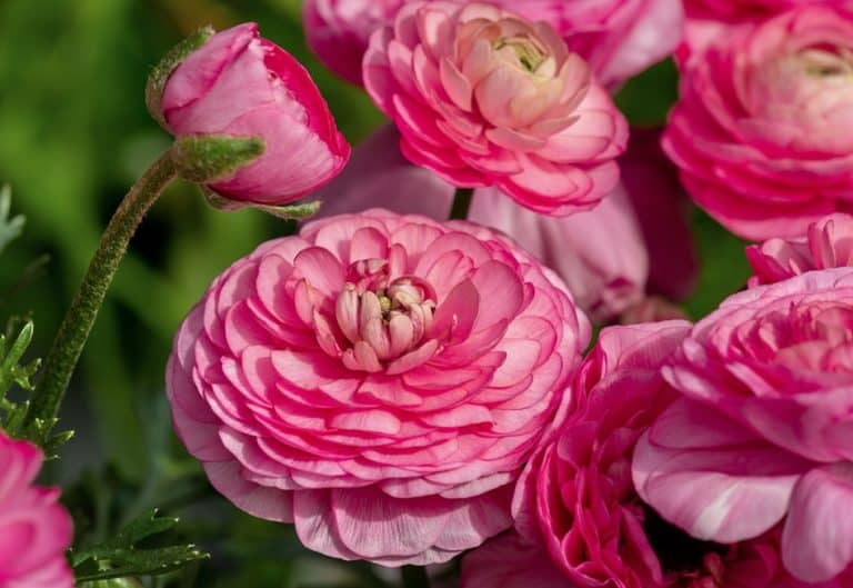 When to Plant Ranunculus Bulbs: Quick Planting Guide - GFL Outdoors