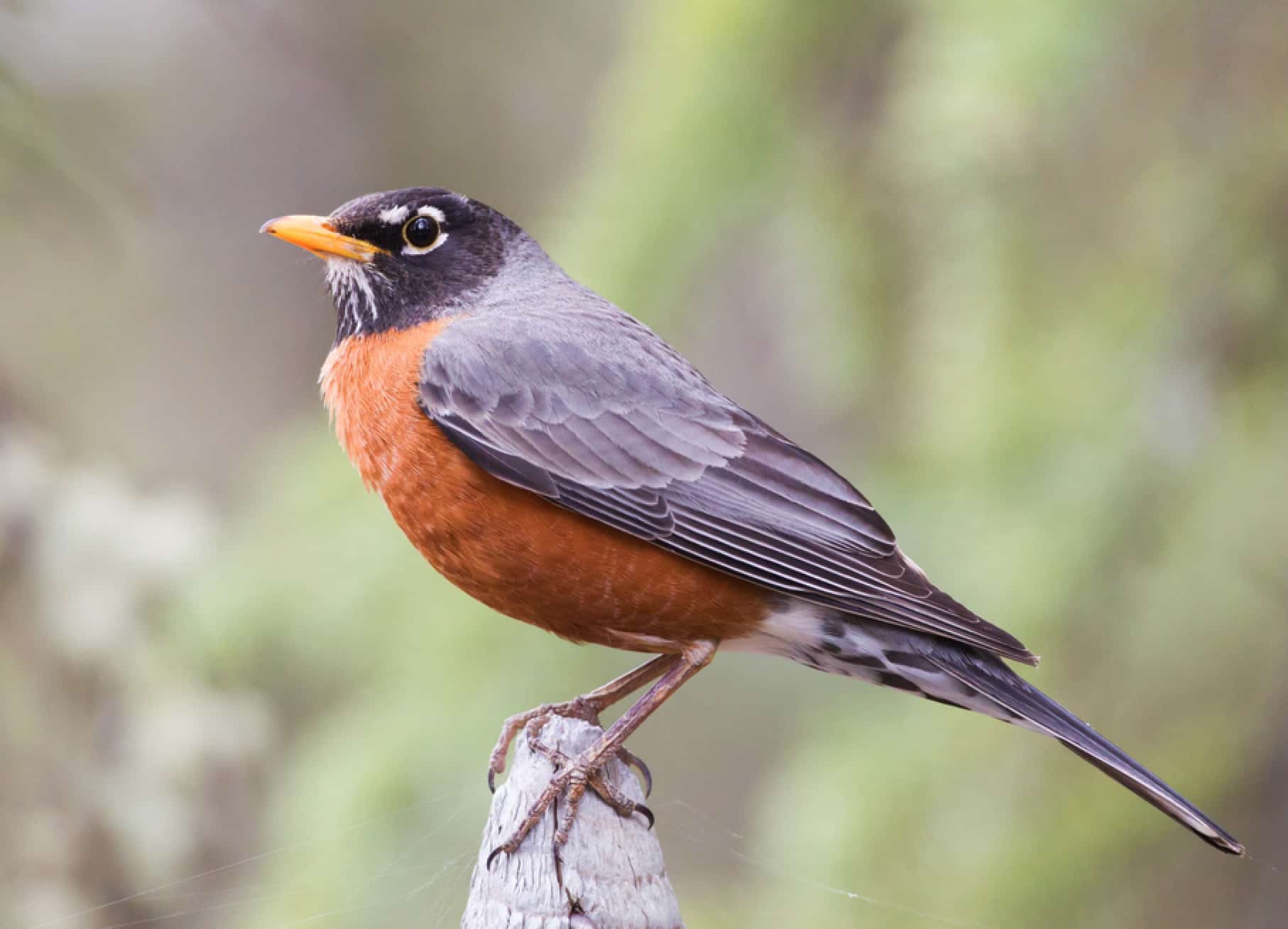 American Robin (Turdus migratorius)