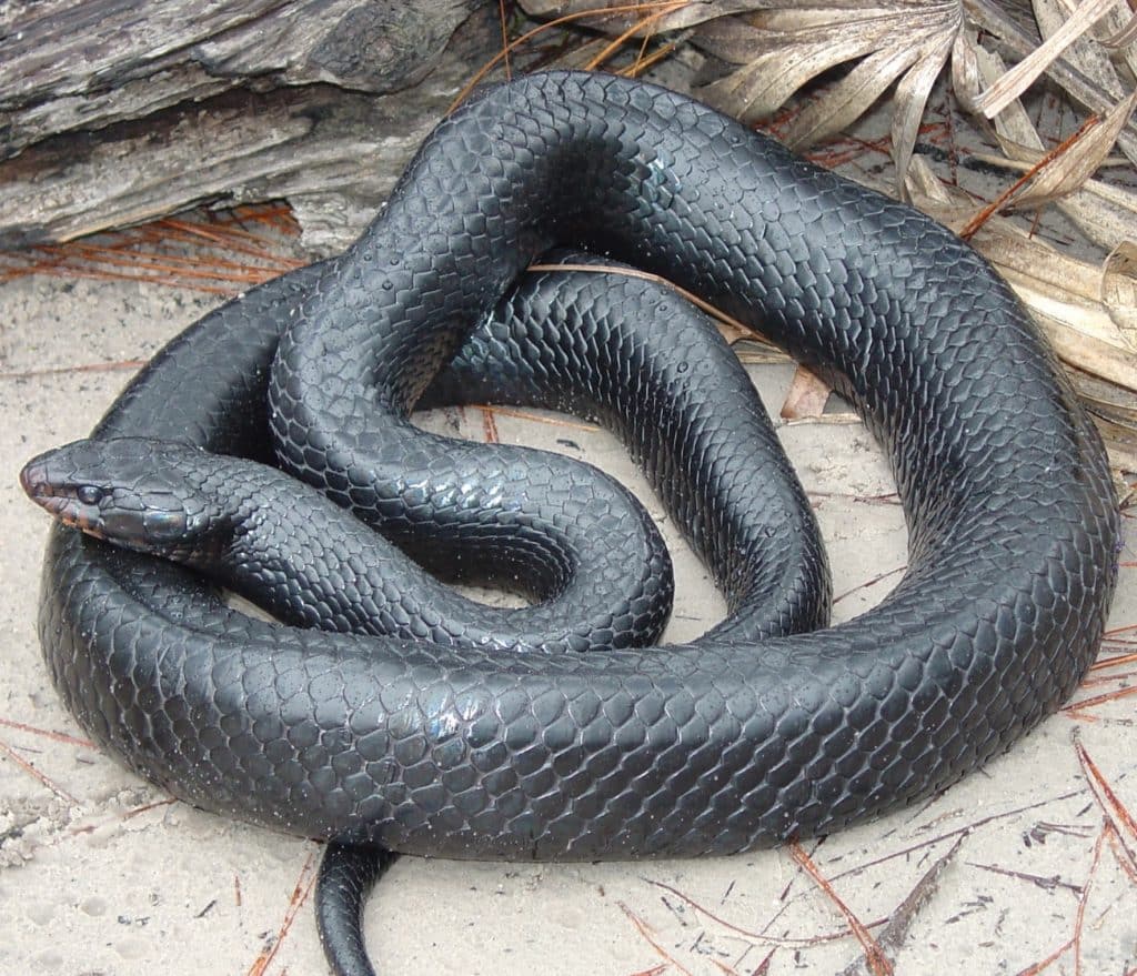 Are Black Snakes in Florida Poisonous? Debunking Myths and Presenting ...