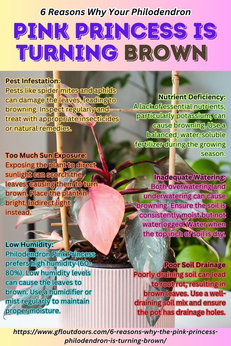 Infographic Containing a summary of the 6 reasons why a philodendron pink princess leaf would turn brown.  Here is the text: 

Low Humidity
Philodendron Pink Princess prefers high humidity (60-80%). Low humidity levels can cause the leaves to brown. Use a humidifier or mist regularly to maintain proper moisture.

Inadequate Watering
Both overwatering and underwatering can cause browning. Ensure the soil is consistently moist but not waterlogged. Water when the top inch of soil is dry.

Poor Soil Drainage
Poorly draining soil can lead to root rot, resulting in brown leaves. Use a well-draining soil mix and ensure the pot has drainage holes.

Direct Sunlight
Exposing the plant to direct sunlight can scorch the leaves, causing them to turn brown. Place the plant in bright, indirect light instead.

Nutrient Deficiency
Lack of essential nutrients, particularly potassium, can cause browning. Use a balanced, water-soluble fertilizer during the growing season.

Pest Infestation
Pests like spider mites and aphids can damage the leaves, leading to browning. Inspect regularly and treat with appropriate insecticides or natural remedies.

