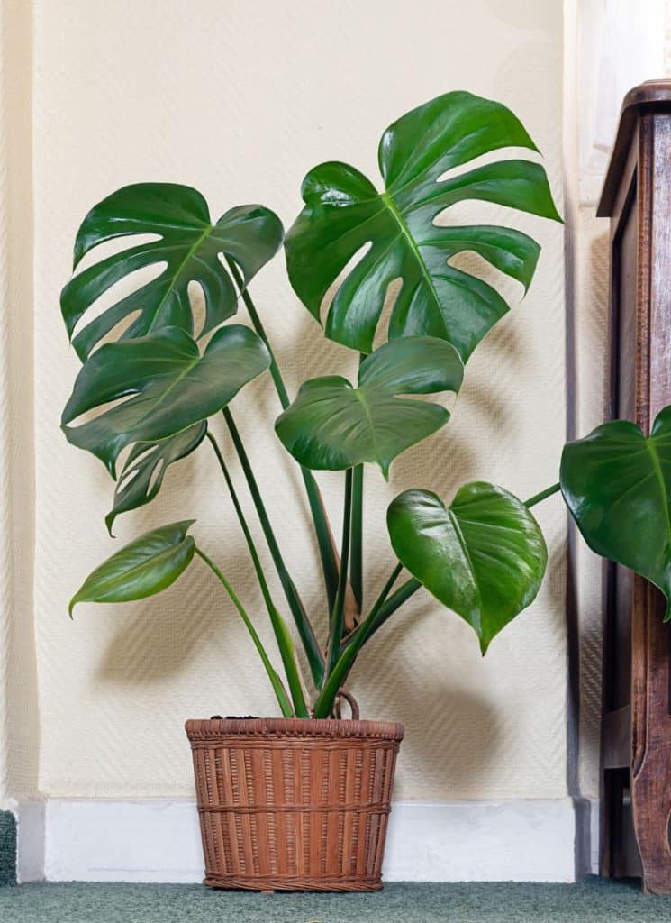 Mother-In-Law’s Tongue (Sansevieria trifasciata)